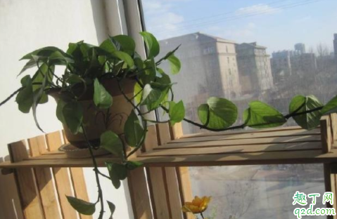 冬季绿萝枯萎怎么办 绿萝枯萎如何浇水