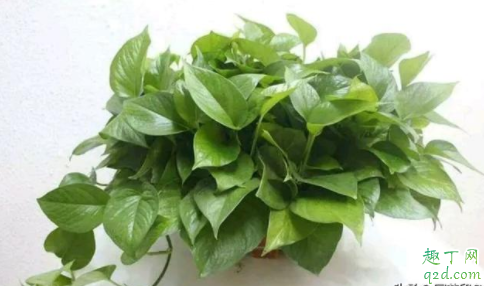 冬季绿萝枯萎怎么办 绿萝枯萎如何浇水