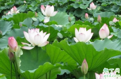 荷花不是莲花吗 莲花和睡莲的区别在哪里