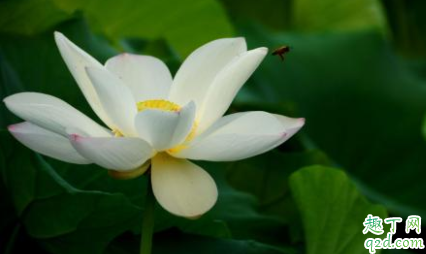 荷花不是莲花吗 莲花和睡莲的区别在哪里
