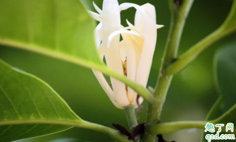 黄角兰时候酸性土还是碱性土 如何维护黄角兰土壤酸性