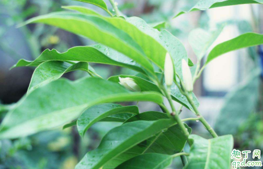 黄角兰时候酸性土还是碱性土 如何维护黄角兰土壤酸性