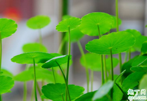 积雪草老烂根是怎么回事 积雪草烂根后怎么补救