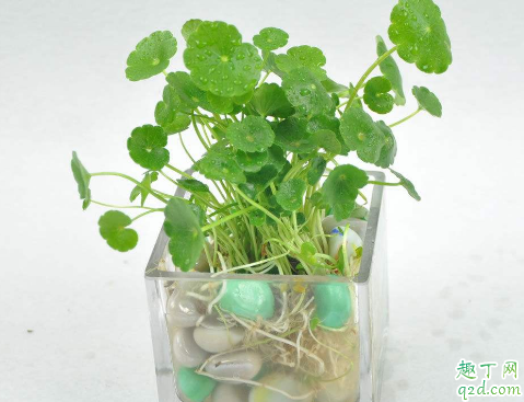 积雪草老烂根是怎么回事 积雪草烂根后怎么补救