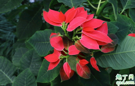 一品红毒性大吗 一品红能不能放室内养护
