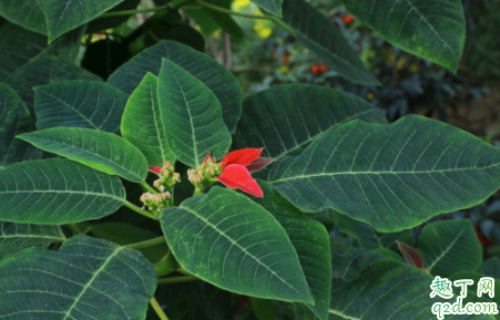 一品红毒性大吗 一品红能不能放室内养护