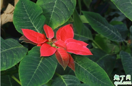 一品红毒性大吗 一品红能不能放室内养护