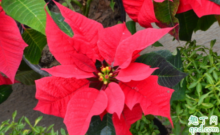 一品红老掉叶子是怎么回事 一品红掉光叶子还能不能活