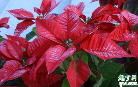 一品红老掉叶子是怎么回事 一品红掉光叶子还能不能活