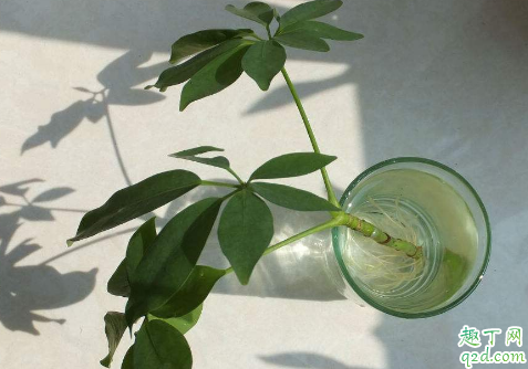 七叶莲老掉叶子是怎么回事 七叶莲叶子掉光还能不能活