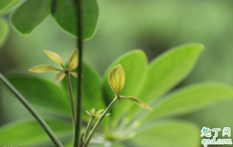 七叶莲老掉叶子是怎么回事 七叶莲叶子掉光还能不能活