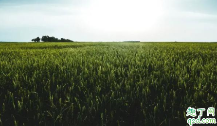 小麦喷施尿素一亩用多少合适 小麦什么时候可以喷施尿素