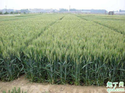 小麦喷施尿素晴天还是阴天 小麦喷施尿素上午还是下午