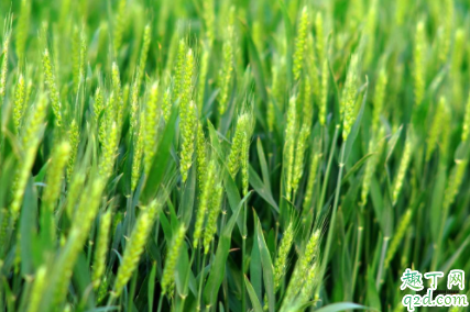 小麦喷施尿素晴天还是阴天 小麦喷施尿素上午还是下午