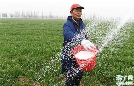 小麦喷施尿素晴天还是阴天 小麦喷施尿素上午还是下午