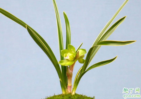 春兰在什么季节分株换盆好 春兰换盆时需要注意什么问题