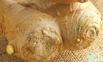 生姜种姜如何采收 生姜嫩姜怎么采收