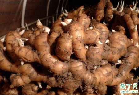 生姜种姜如何采收 生姜嫩姜怎么采收