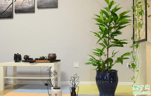 黄角兰为什么不开花 如何让黄角兰开花