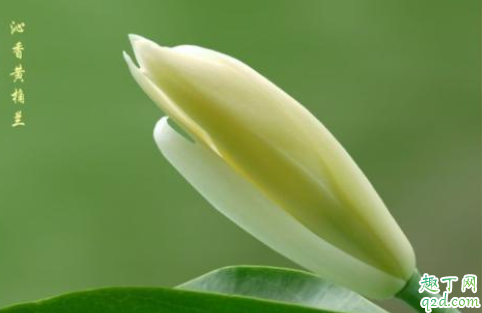 黄角兰为什么不开花 如何让黄角兰开花