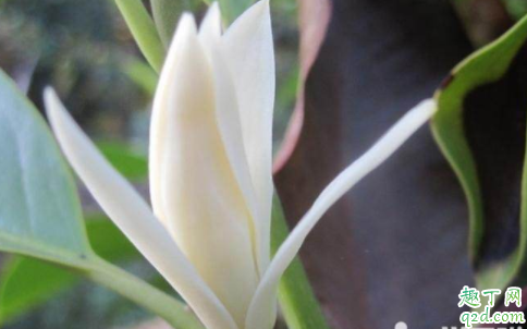 黄角兰为什么不开花 如何让黄角兰开花