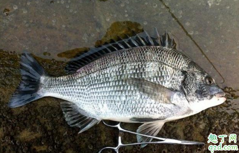 黑鲷鱼钓法子线用多长 黑鲷鱼怎么钓温度多少度才有口