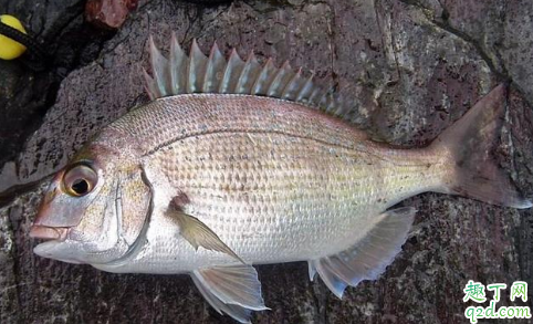 黑鲷鱼钓法子线用多长 黑鲷鱼怎么钓温度多少度才有口