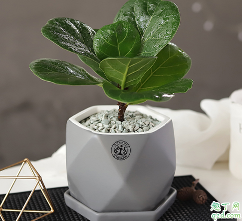 琴叶榕的芽尖干枯是怎么回事 琴叶榕的芽尖干枯怎么补救