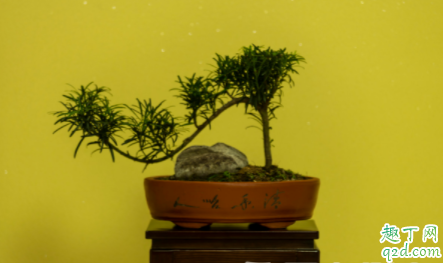 麦饭石花盆好用吗 麦饭石花盆值得购买吗