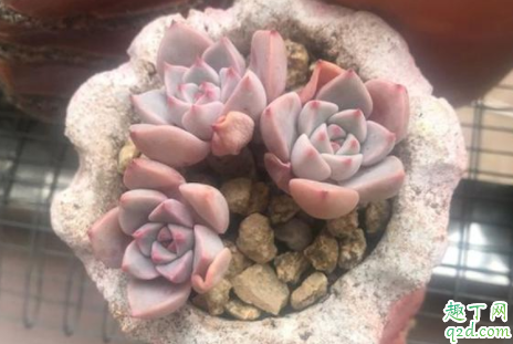 麦饭石花盆可以养多肉吗 麦饭石花盆有什么缺点