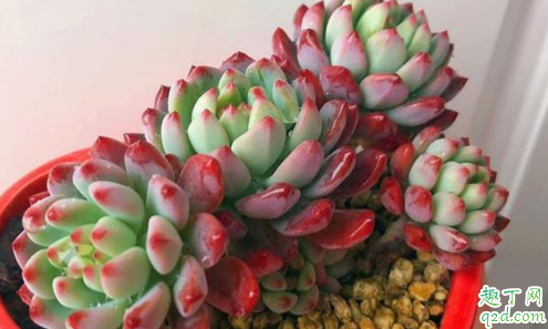 多肉蓝苹果冬天如何养护 多肉蓝苹果冬天需要浇水吗