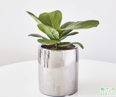 琴叶榕好养活吗 琴叶榕怎样养长得旺盛