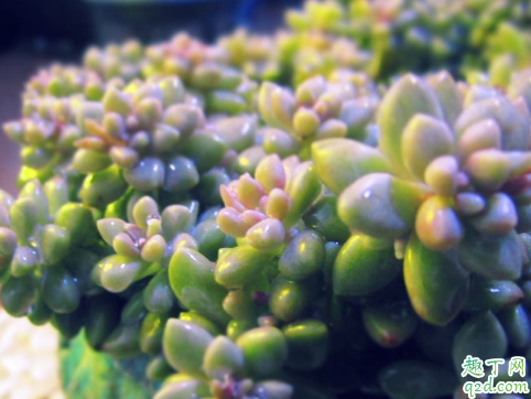 秋丽老黄叶是怎么回事 秋丽老黄叶怎么补救