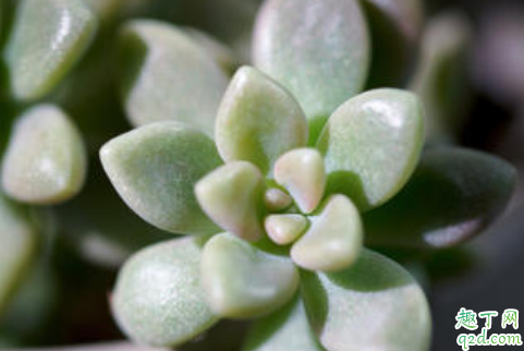 秋丽老黄叶是怎么回事 秋丽老黄叶怎么补救