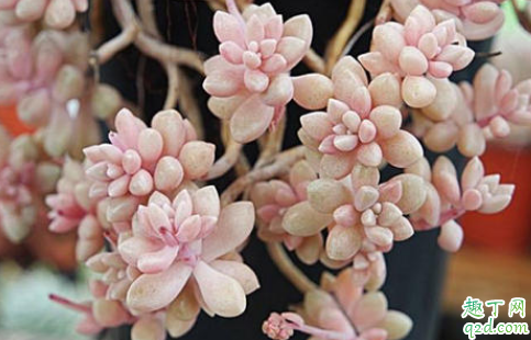 秋丽老黄叶是怎么回事 秋丽老黄叶怎么补救