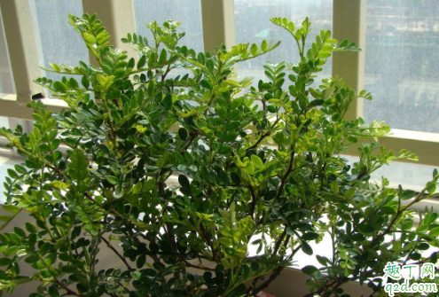 清香木好养活吗 清香木怎么养长得旺盛