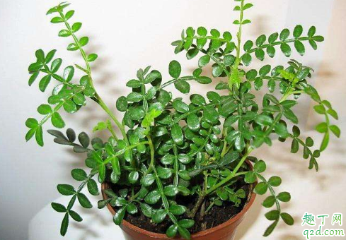 清香木好养活吗 清香木怎么养长得旺盛