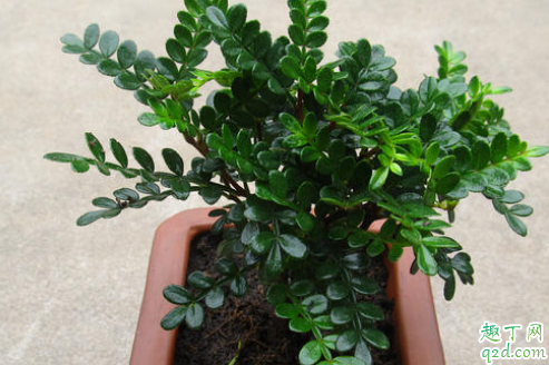 清香木好养活吗 清香木怎么养长得旺盛