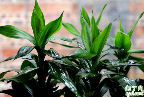 绿霸王老黄叶是怎么回事 绿霸王叶子发黄该如何补救