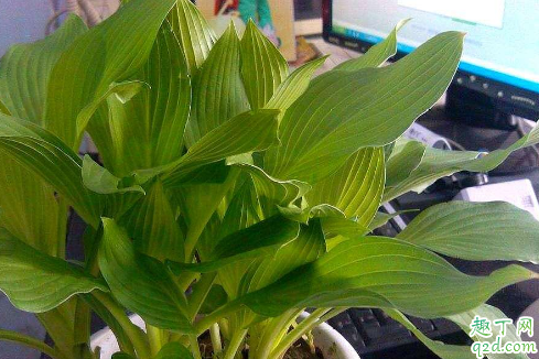绿霸王老黄叶是怎么回事 绿霸王叶子发黄该如何补救