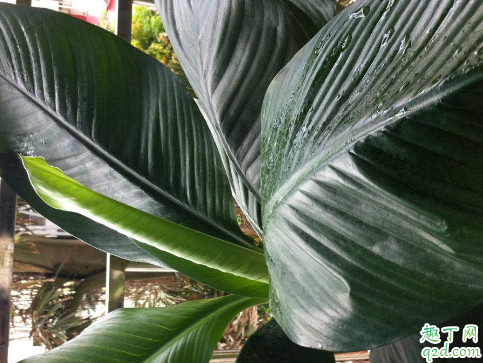 绿霸王老黄叶是怎么回事 绿霸王叶子发黄该如何补救