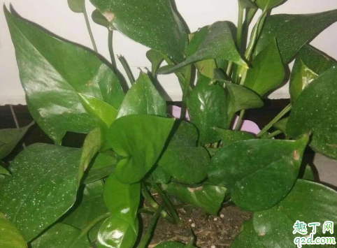 绿霸王老黄叶是怎么回事 绿霸王叶子发黄该如何补救