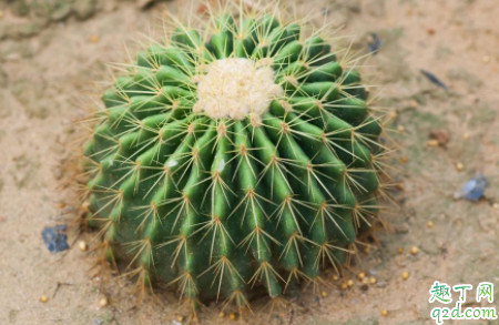 冬天仙人球可以浇水吗 北方冬天仙人球如何浇水