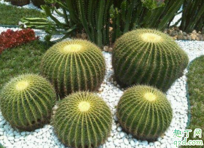 冬天仙人球可以浇水吗 北方冬天仙人球如何浇水