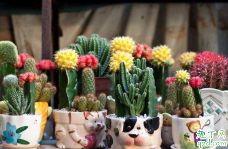 冬天仙人球可以浇水吗 北方冬天仙人球如何浇水