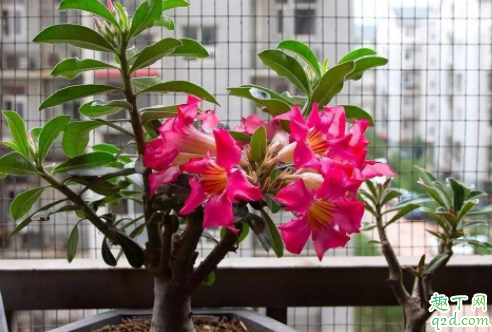 沙漠玫瑰只喷水能养活吗 沙漠玫瑰如何施肥