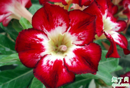 沙漠玫瑰只喷水能养活吗 沙漠玫瑰如何施肥