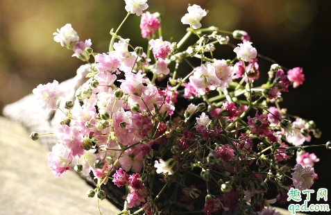 彩色满天星是染的不 染完色的满天星有没有毒