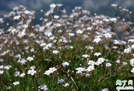 彩色满天星是染的不 染完色的满天星有没有毒