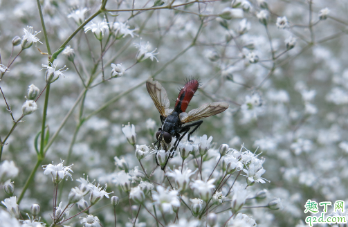 满天星什么时候种合适 满天星怎么种植成活率高